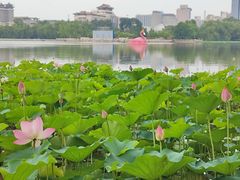 -莲花池公园