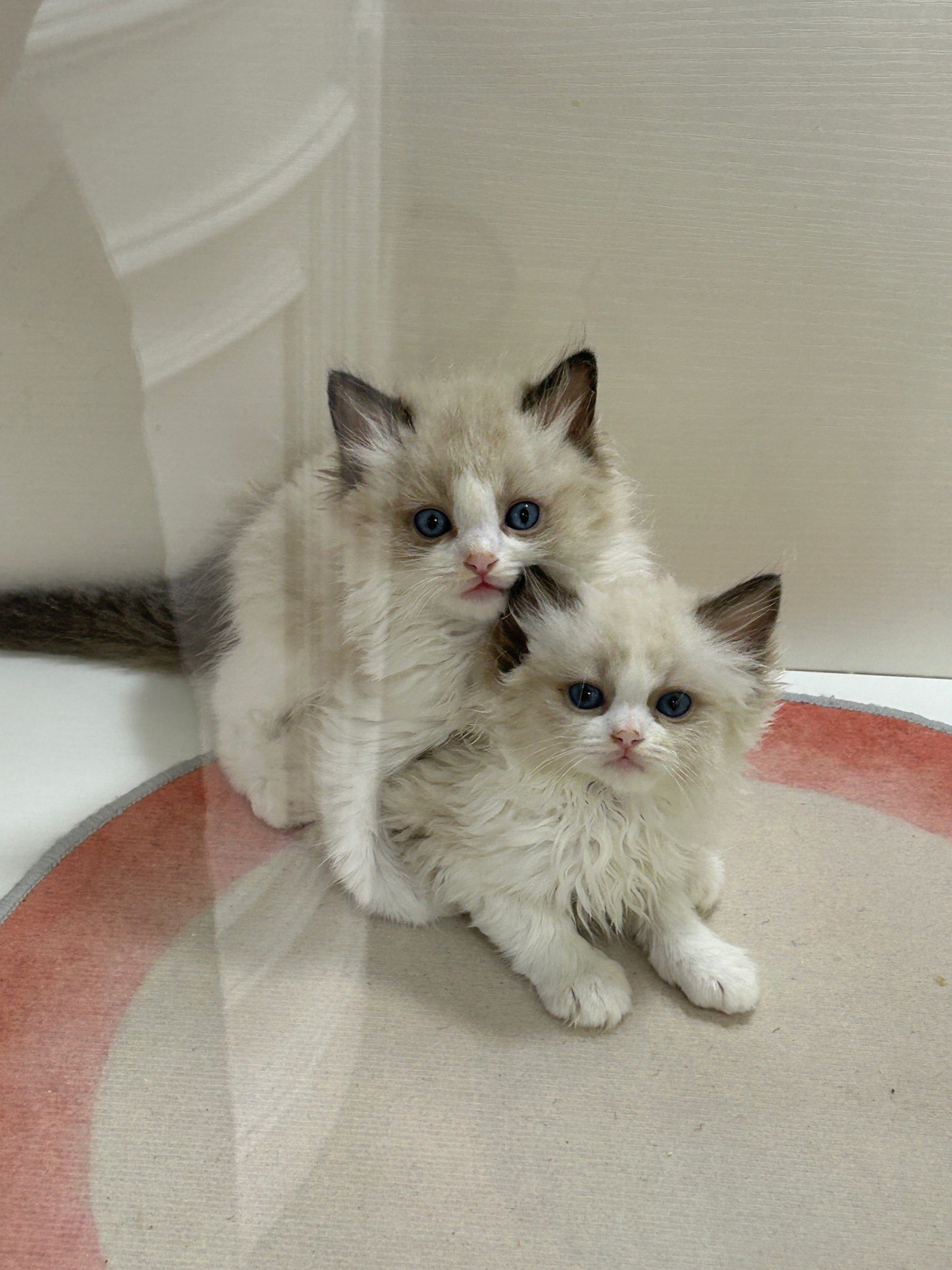 97长春猫奴的天堂,青奢宠物猫舍96我的心头好!