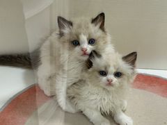 -青奢宠物·青奢猫舍