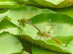 -国家植物园南园