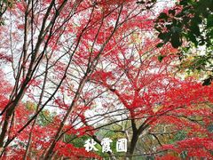 -秋霞圃