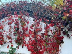 -北京西山国家森林公园