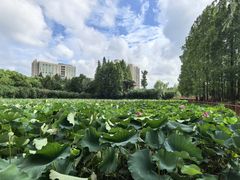 -黄兴公园