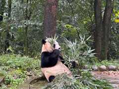 -中国大熊猫保护研究中心雅安碧峰峡基地