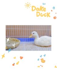 -Moni星球萌宠·小马宝莉·灵蛇·高端高阶全萌宠互动体验俱乐部(红豆国际广场店)