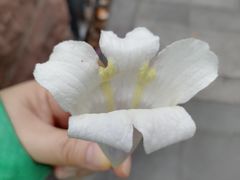 -成都市活水公园
