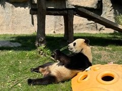 -达美乐比萨(栖霞大道店)