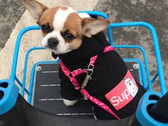 -PETKIT 小佩宠物·低压洗护·美容·寄养(安远店)