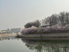 -桃花堤公园