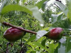 android_upload_pic-洛阳郁金香牡丹园