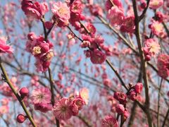 -花开海上生态园