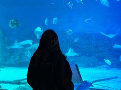 -烟台海昌鲸鲨海洋公园
