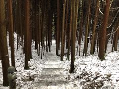 -武陵山森林公园