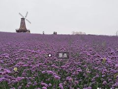 -大塘金香草谷