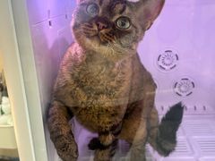 -momokira米努特·德文卷毛猫·棉花面纱犬