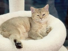 -猫大福·Fortune Cat猫舍(百子湾店)