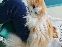 -北京观赏动物医院·24小时大型综合·猫专科·异宠专科