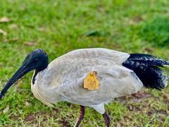-麦考利夫人座椅