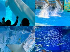 -海合安武汉极地海洋公园
