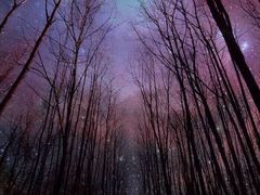 -柚子宠物(伊珊娜调理店)