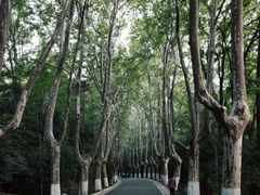 -紫金山山顶公园