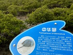 -北海金海湾红树林生态旅游区