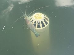 -DGE季风钓虾营地·团建·聚会