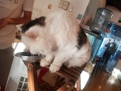 -Cappucimeow猫咪咖啡馆(韦伯时代店)