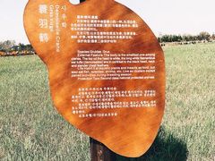 -盐城丹顶鹤湿地生态旅游区