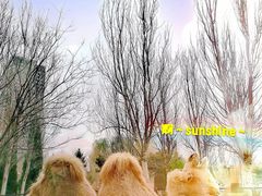 -长白岛森林公园