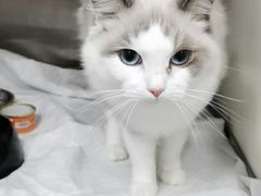 -佳雯宠物医院(四明中路分院)