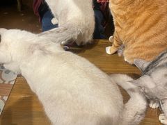-猫猫幼稚园·撸猫·桌游·电玩