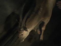 -清迈夜间动物园