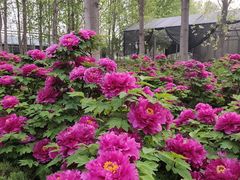 -洛阳市隋唐城遗址植物园