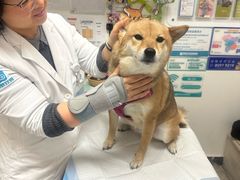 -美联众合动物医院·24h转诊中心
