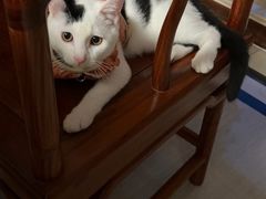 -关爱宠物医院·猫科中心·消化科(滨湖万达分院)