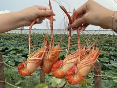 -七的湖·晚芳亭·阳澄湖农家菜·大闸蟹(莲花岛店)