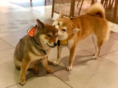 -柴务处·柴犬主题狗咖