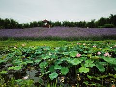 -金色田园农家乐餐厅