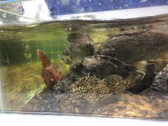 -大锅强·蒸海鲜青岛菜(吾悦广场店)