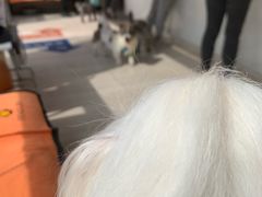 -申普宠物医院·眼科·心内科·影像科(普陀分院)