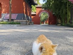 -洛阳白马寺