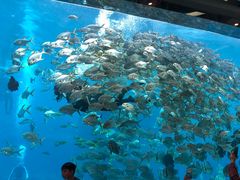 -瑞德姆美人鱼海底演艺主题餐厅(亚龙湾店)