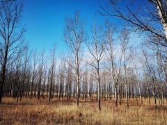 -野鸭湖国家湿地公园