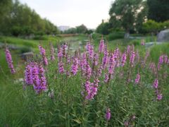 -汉长安城未央宫国家考古遗址公园