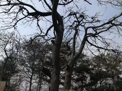 -高尔山公园