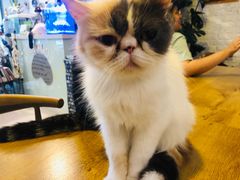 -平行世界·猫咖(首经贸店)