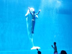 -芜湖新华联大白鲸海洋公园