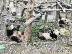 -都江堰中华大熊猫苑