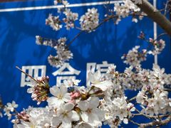 -樱花山风景区